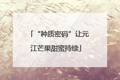 “种质密码”让元江芒果甜蜜持续