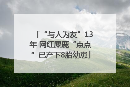 “与人为友”13年 网红麋鹿“点点”已产下8胎幼崽