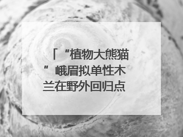 “植物大熊猫”峨眉拟单性木兰在野外回归点首次开花
