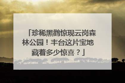 珍稀黑鹳惊现云岗森林公园！丰台这片宝地藏着多少惊喜？