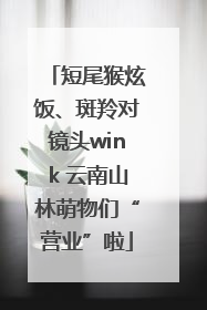 短尾猴炫饭、斑羚对镜头wink 云南山林萌物们“营业”啦