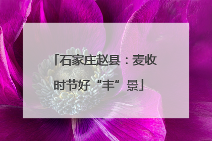 石家庄赵县：麦收时节好“丰”景