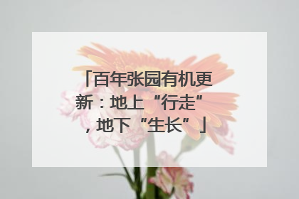 百年张园有机更新：地上“行走”，地下“生长”