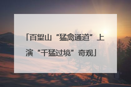 百望山“猛禽通道”上演“千猛过境”奇观