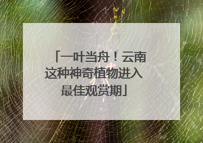 一叶当舟！云南这种神奇植物进入最佳观赏期