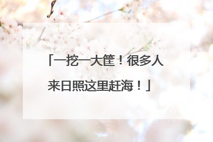 一挖一大筐！很多人来日照这里赶海！