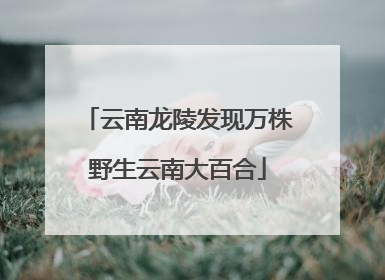 云南龙陵发现万株野生云南大百合