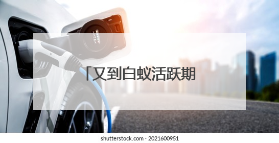 又到白蚁活跃期 池州专业防治人员教你如何应对