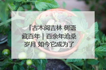古木阅吉林 树语藏百年｜百余年沧桑岁月 如今它成为了“镇园之宝”
