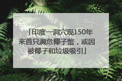 印度一洞穴现150年来首只濒危椰子蟹，或因被椰子和垃圾吸引