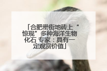 合肥罍街地砖上“惊现”多种海洋生物化石 专家：具有一定观赏价值
