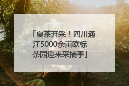 夏茶开采！四川通江5000余亩欧标茶园迎来采摘季
