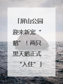 屏山公园迎来新宠“鹅”！两只黑天鹅正式“入住”
