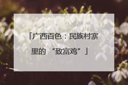 广西百色：民族村寨里的 “致富鸡”