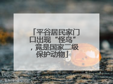 平谷居民家门口出现“怪鸟”，竟是国家二级保护动物