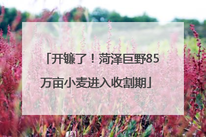 开镰了！菏泽巨野85万亩小麦进入收割期