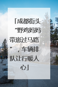 成都街头“野鸡妈妈带崽过马路”，车辆排队让行暖人心