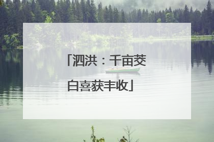 泗洪：千亩茭白喜获丰收