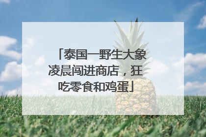 泰国一野生大象凌晨闯进商店，狂吃零食和鸡蛋
