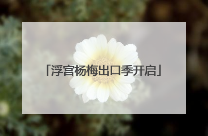 浮宫杨梅出口季开启