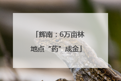 辉南：6万亩林地点“药”成金