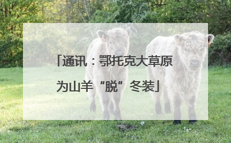 通讯：鄂托克大草原为山羊“脱”冬装