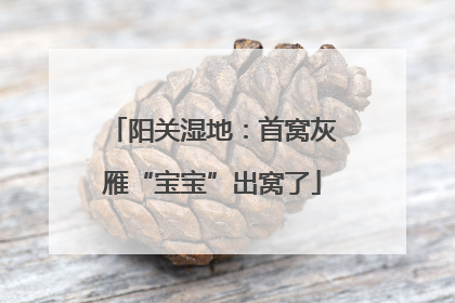 阳关湿地：首窝灰雁“宝宝”出窝了
