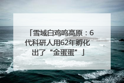 雪域白鸡鸣高原：6代科研人用62年孵化出了“金蛋蛋”