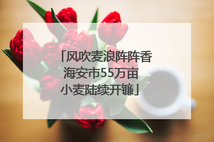 风吹麦浪阵阵香 海安市55万亩小麦陆续开镰