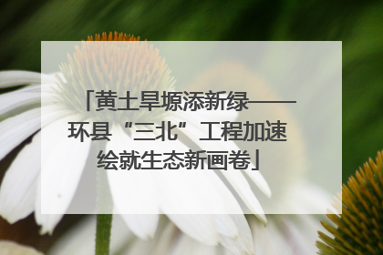 黄土旱塬添新绿——环县“三北”工程加速绘就生态新画卷