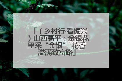 （乡村行·看振兴）山西高平：金银花里采“金银” 花香溢满致富路